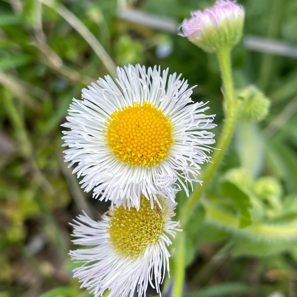 Meet your Posher, Phoebe